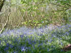 Bluebells200313.jpg (418050 bytes)
