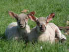 lambs01.jpg (263028 bytes)